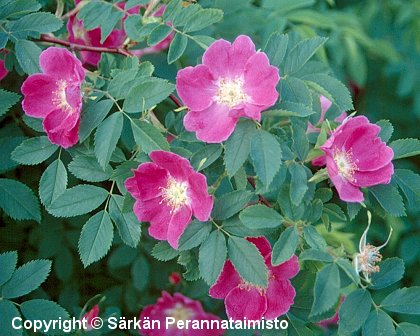 Rosa × malyi 'Kempeleen Kaunotar'